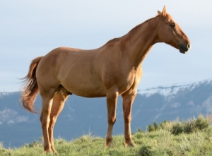 horse-resized