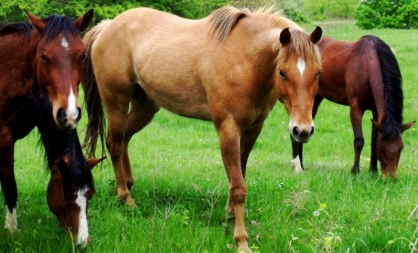 horses_2small Equine Services