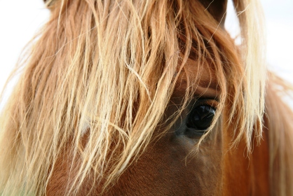 horse2jpeg Equine Services