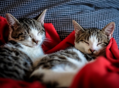 identichip-cats