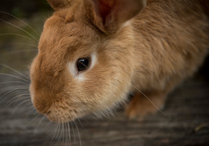 rabbit3