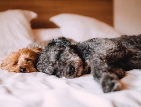 sleeping-dogs Identichip