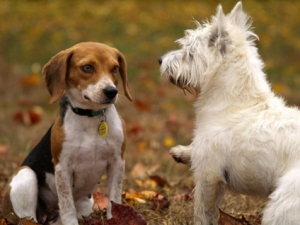 two-dogs Socialisation in dogs