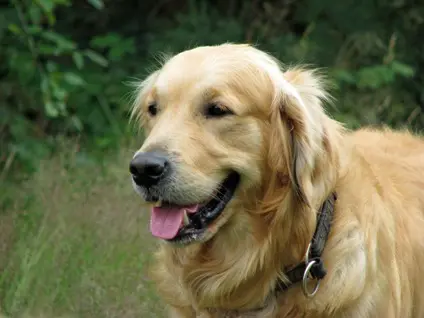 Thrums vet dog
