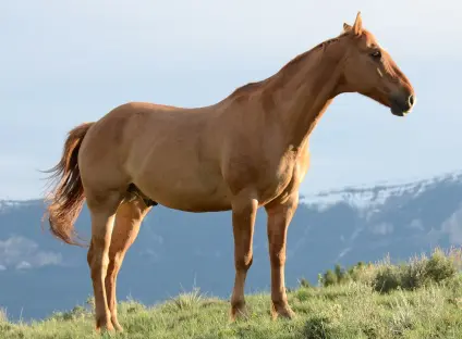 Thrums vet horse