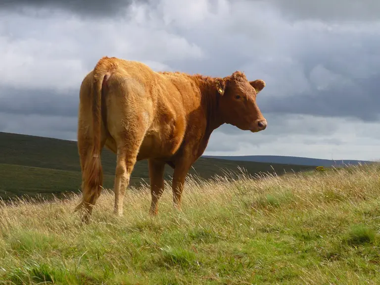 Thrums vet lone_cattle
