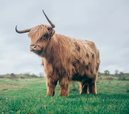 Thrums Vet Highland cow
