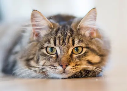 Thrums Vet cat