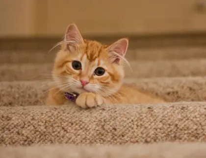 Thrums Vet cat
