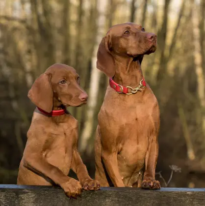 Thrums Vet dog-viszla Female Neutering - Vizsla