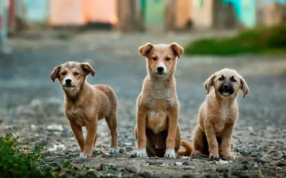 Thrums Vet dogs-socialisation