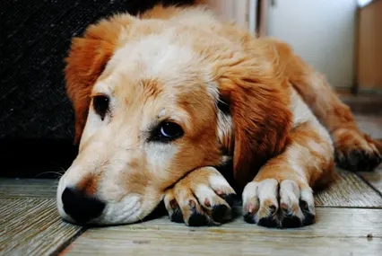 Thrums Vet dog female-neutering Female Neutering