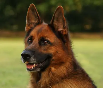 Thrums Vet dog female-neutering Thrums Vet dog female-neutering