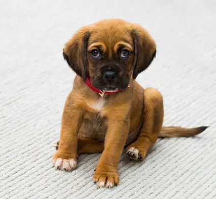 Thrums Vet dog Identichip