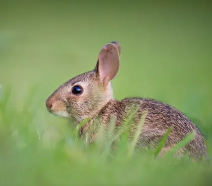 Thrums Vet rabbit
