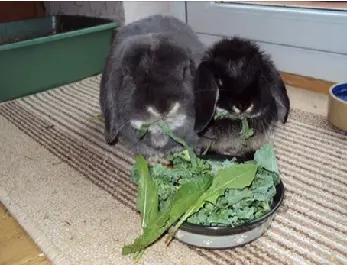 Thrums Vet rabbit