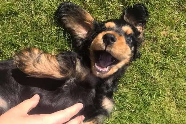 Thrums Vets cute-dog