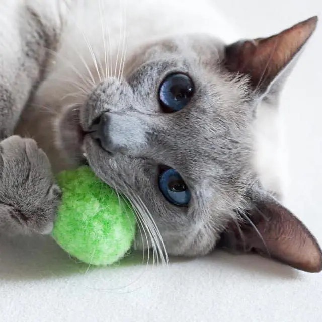 Thrums Vets Perthshire cat care