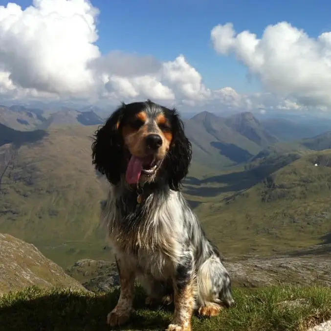 Thrums Vets Perthshire Dogs
