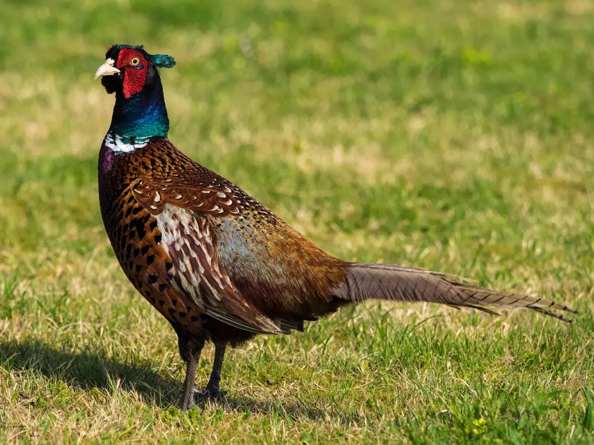 Thrums Vet,vets work with pheasants