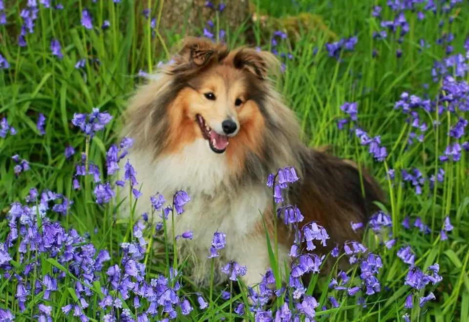 Register your Pet at Thrums Vet, Perthshire & Angus
