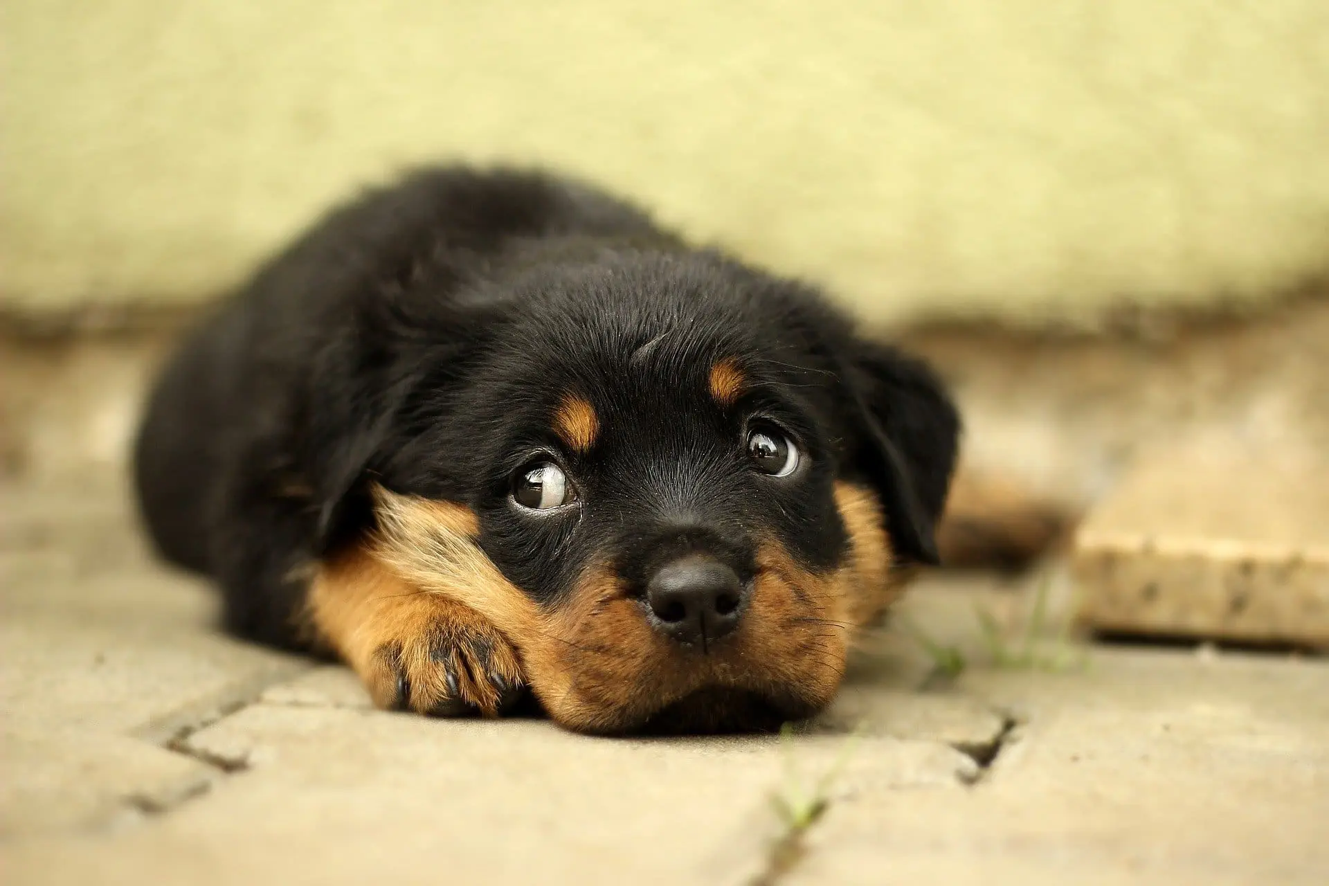 Thrums Vet dog