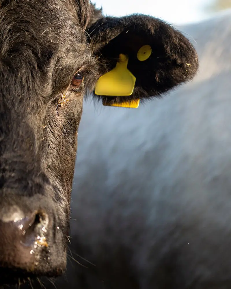 Thrums Vets Cows