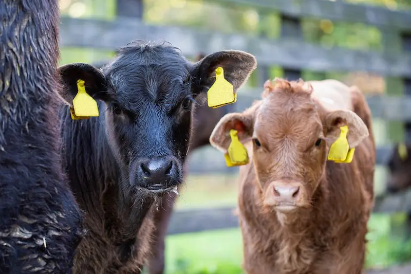 Thrums Vets Cows
