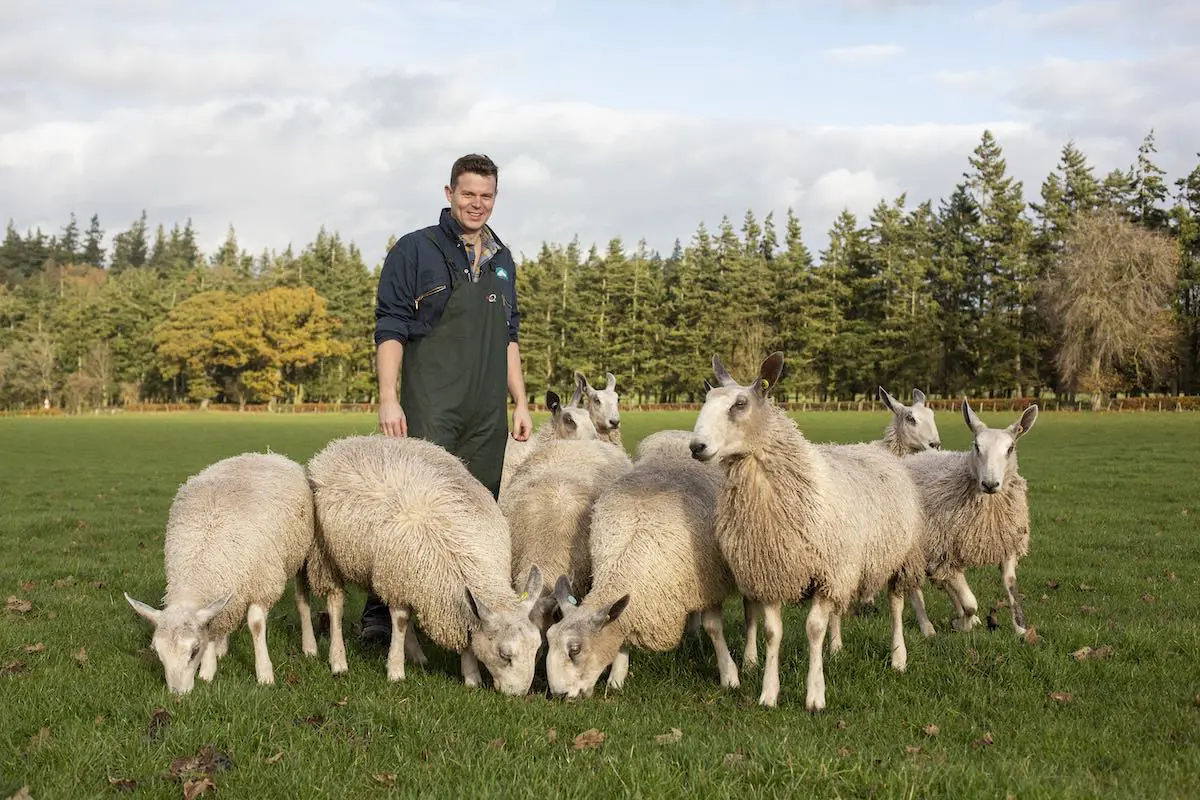 Thrums Vets sheep