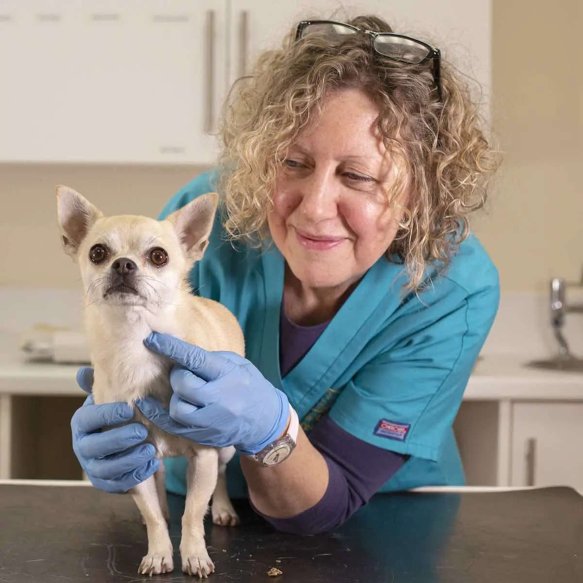 Thrums Vets Fiona _ Luna_x Thrums Vets Fiona _ Luna_x