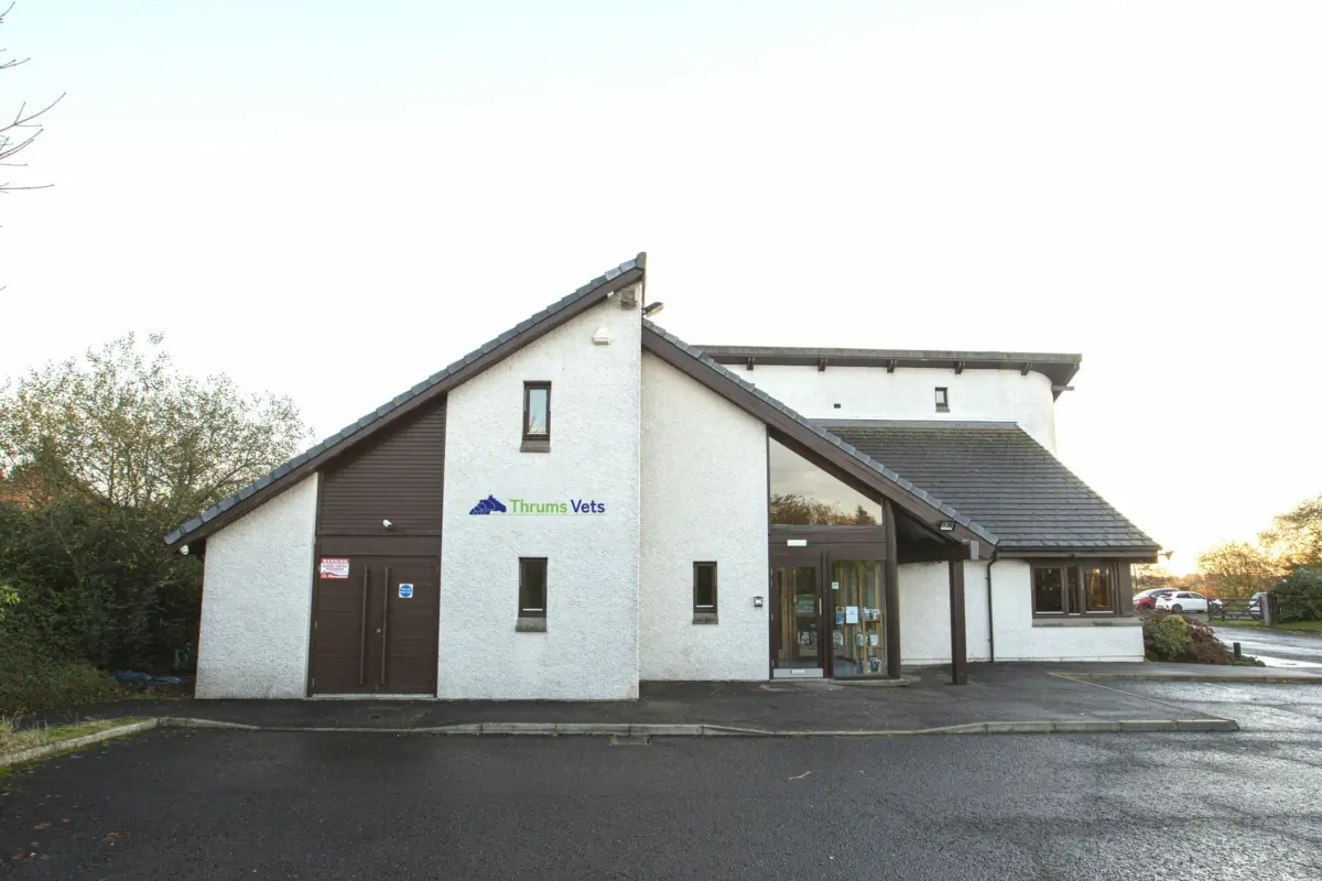 Thrums Vets Kirriemuir Surgery Thrums Vets Kirriemuir Surgery
