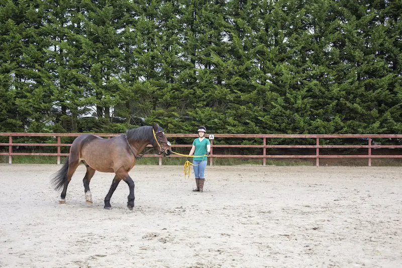 Thrums Vets Lunging Thrums Vets Lunging