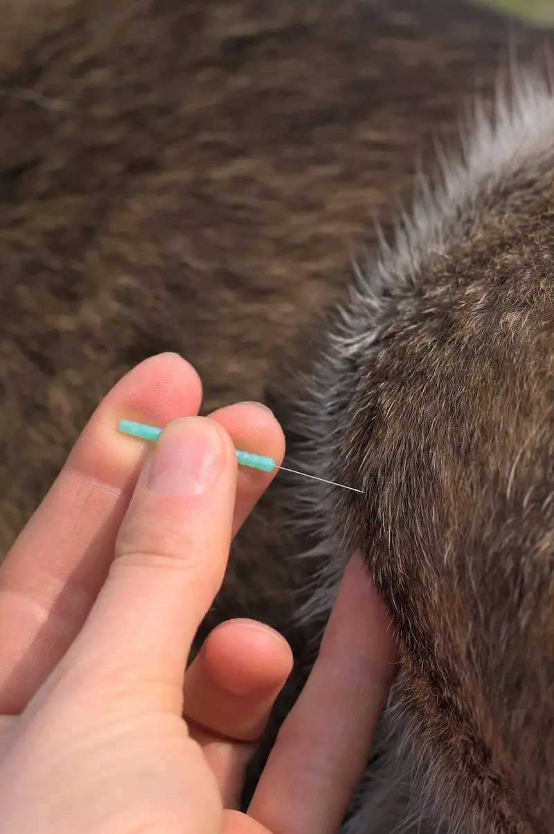 Thrums Vets Acupuncture of a dog’s knee Thrums Vets Acupuncture of a dog's knee