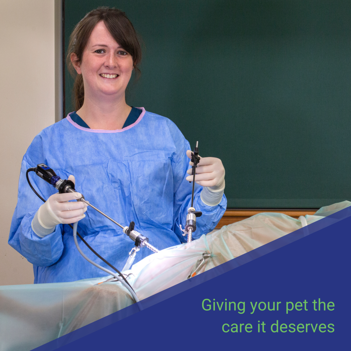 Thrums Vets giving your pet the care it deserves Thrums Vets giving your pet the care it deserves