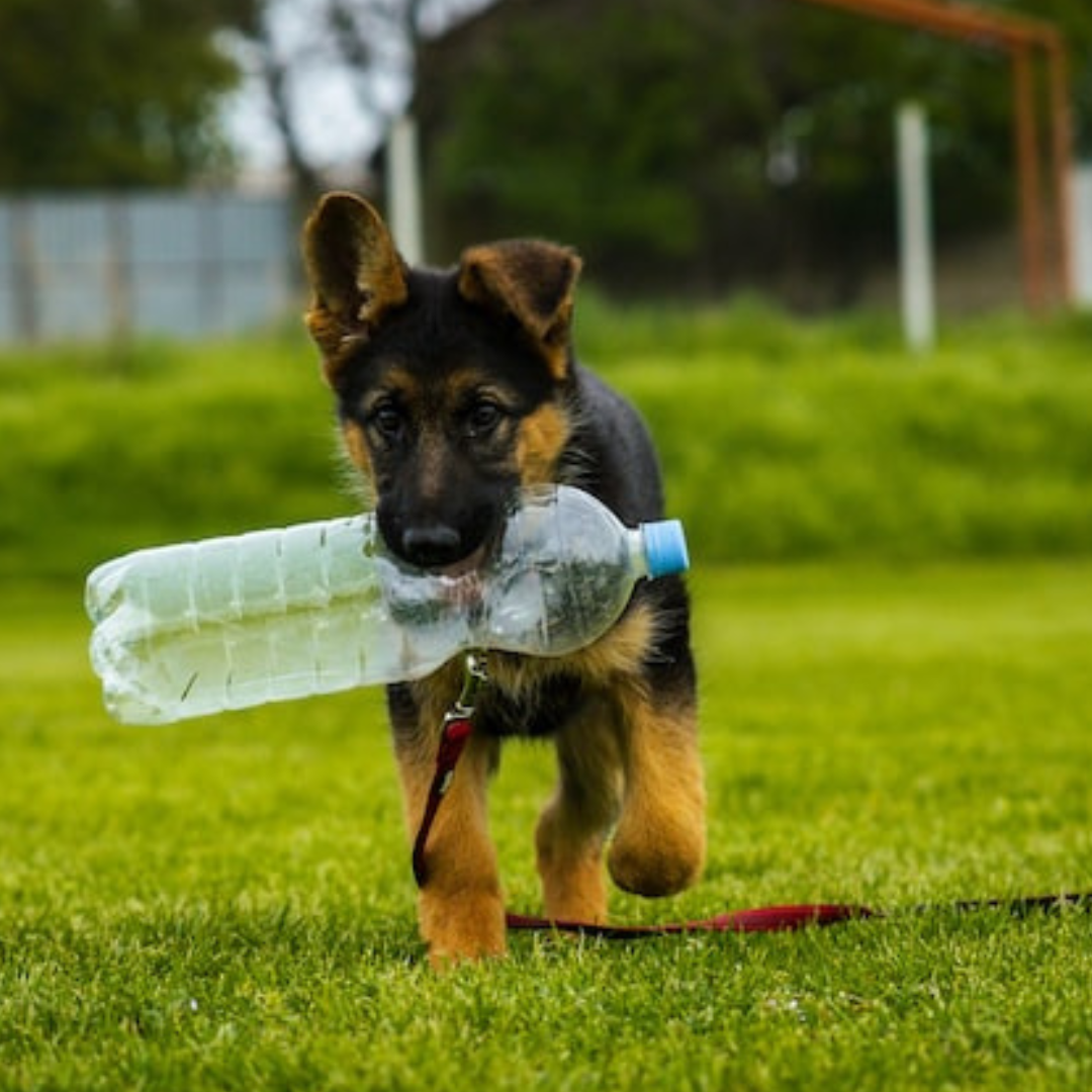 Thrums Vets “Puppy playing with bottle”