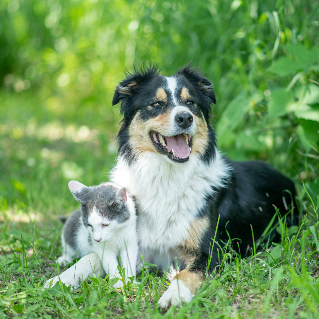 Thrums Vets tick prevention cats and dogs
