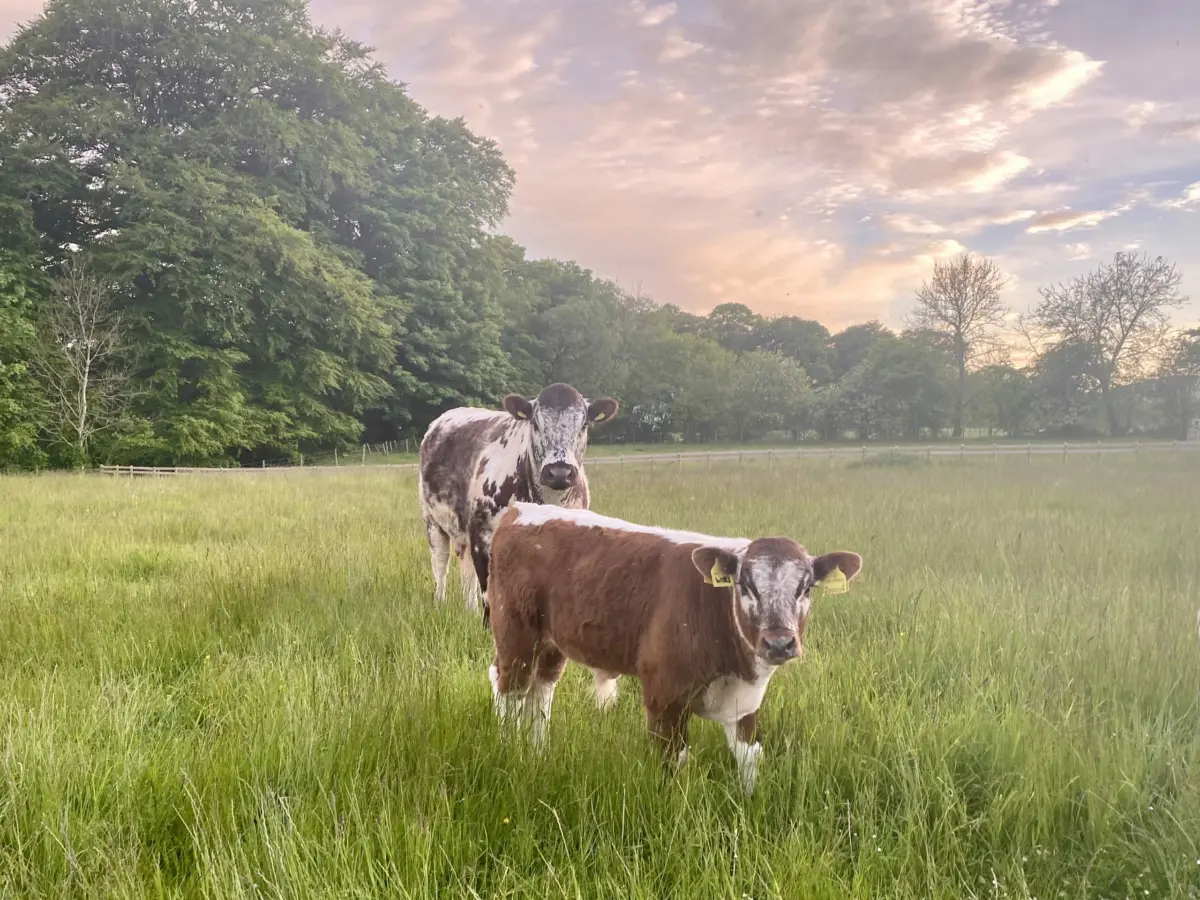 thrums vets cows