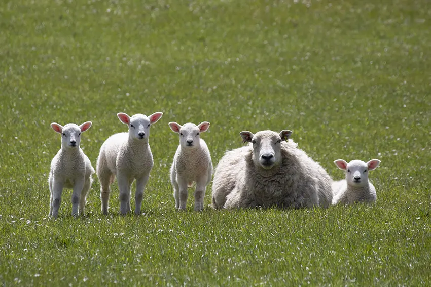 thrums vets sheep lambs
