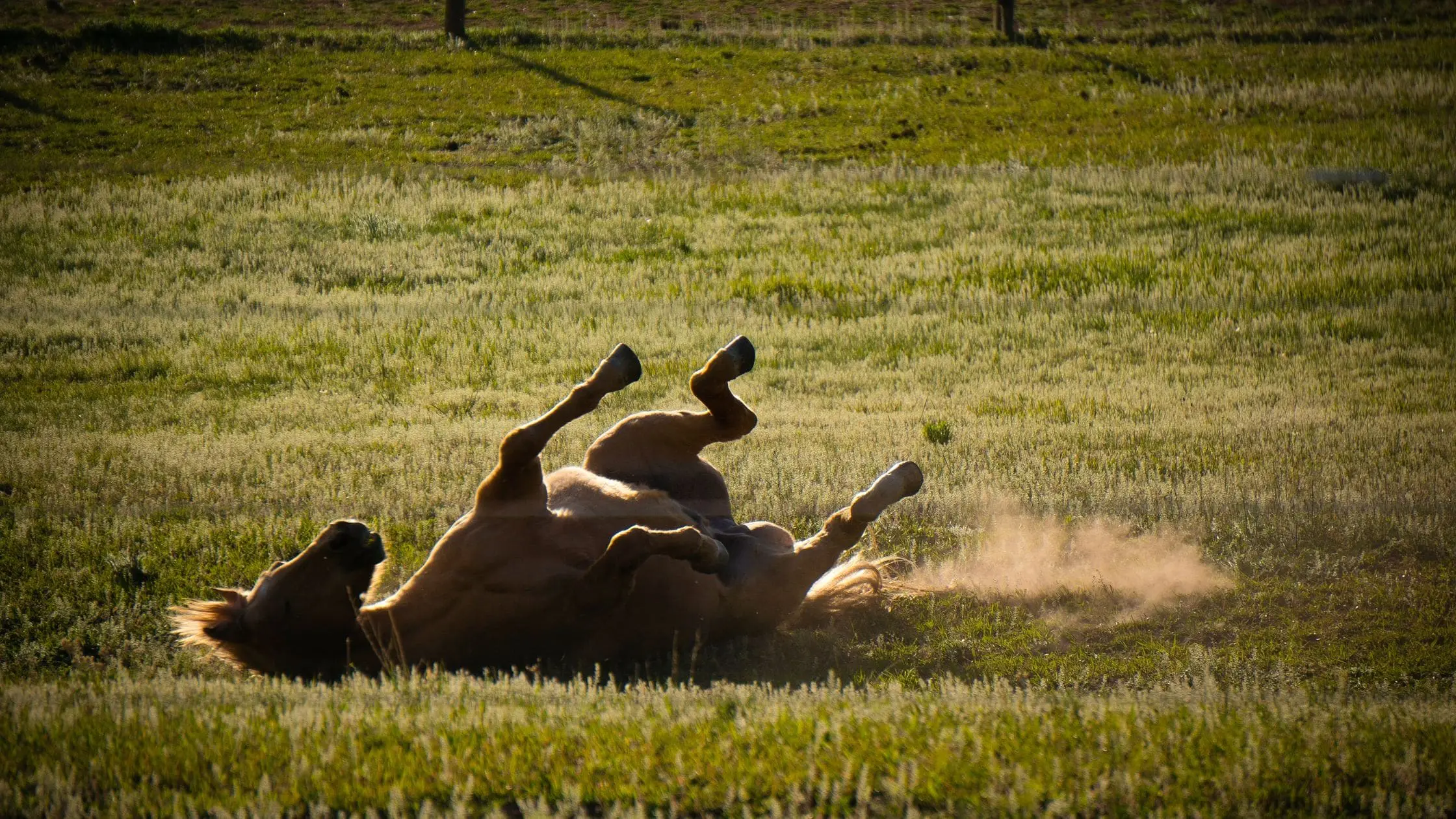 thrums vets itchy horse thrums vets itchy horse