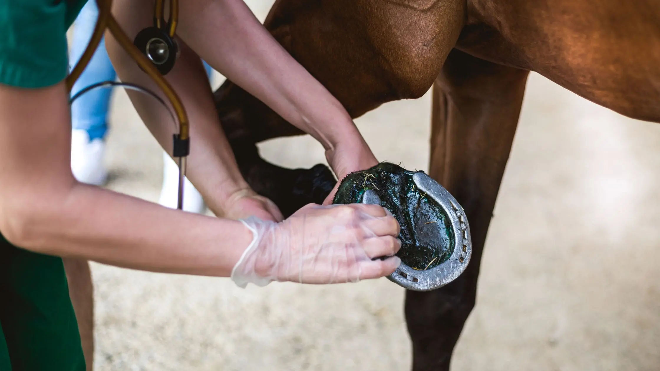 thrums vets Laminitis management, thrums vets Laminitis management,