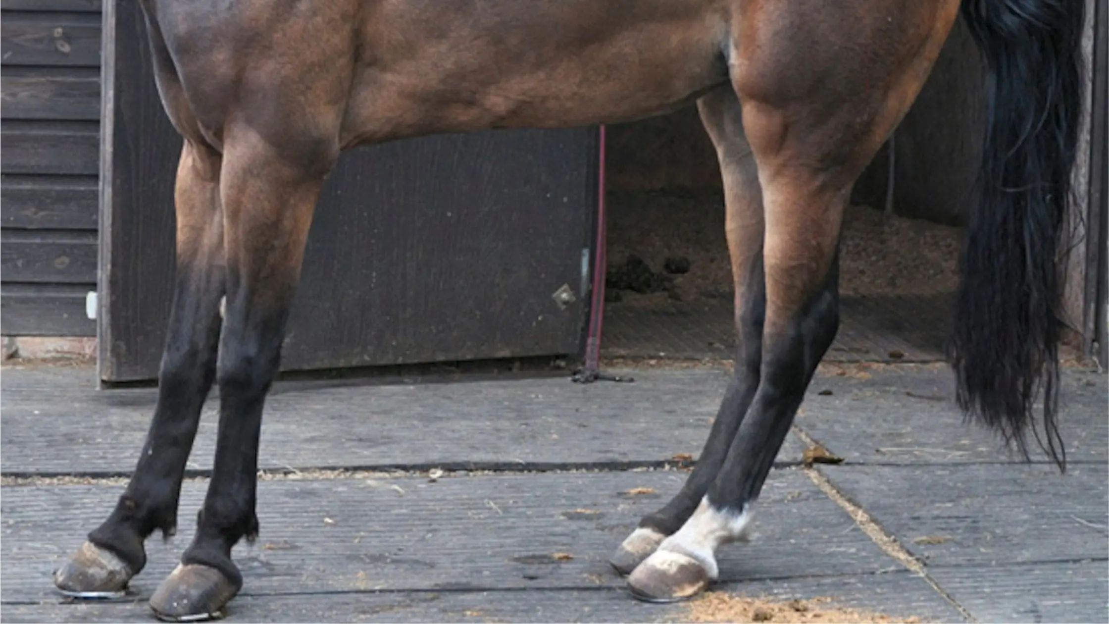 thrums vets “Horse hooves close-up”