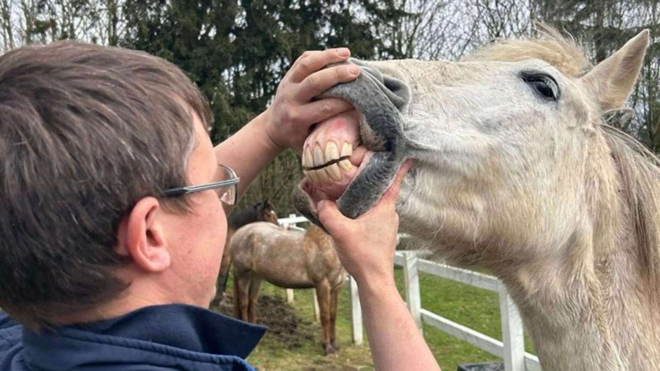 thrums vets equine dentistry
