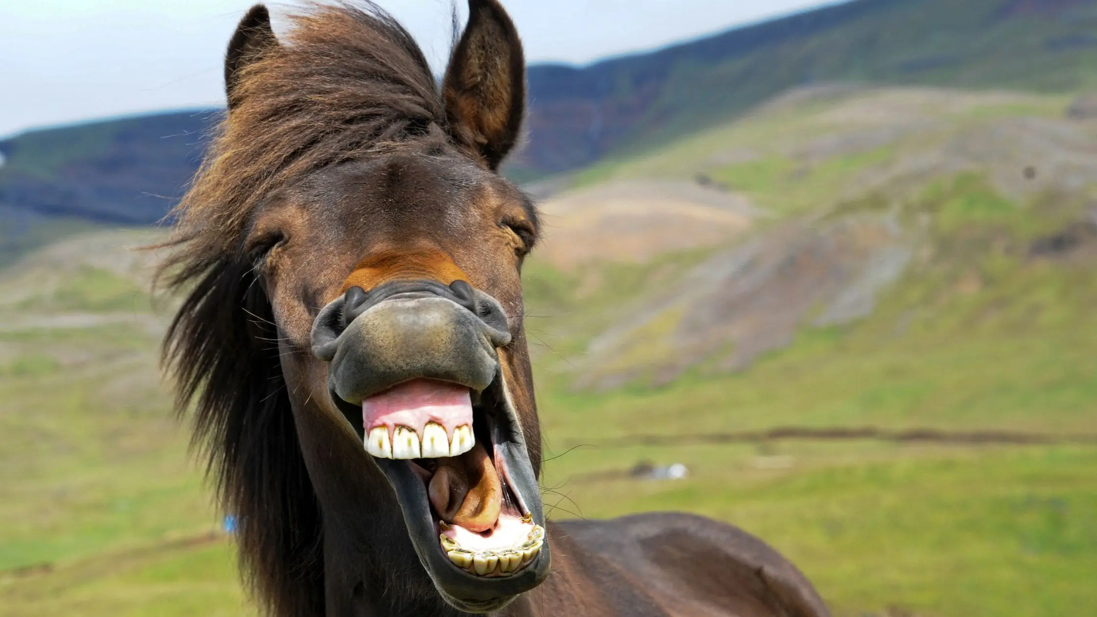 thrums vets equine dentistry thrums vets equine dentistry