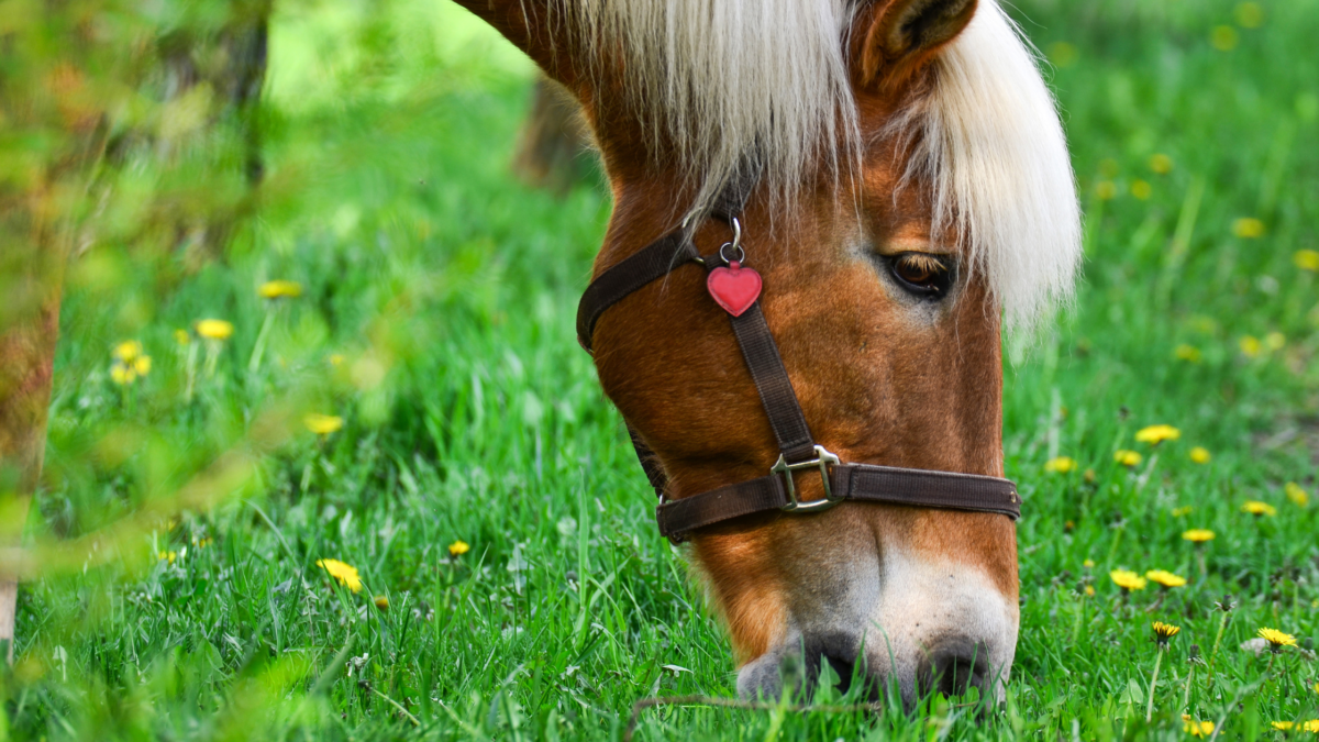 thrums vets “Horse grazing in pasture”