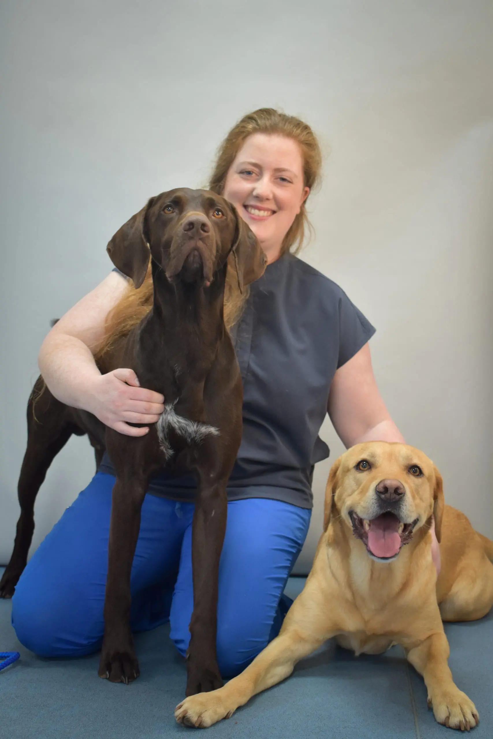 thrums vets dogs thrums vets dogs