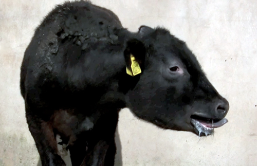 thrums vets cattle-lungworm-f2