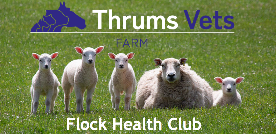 thrums vets Flock health club