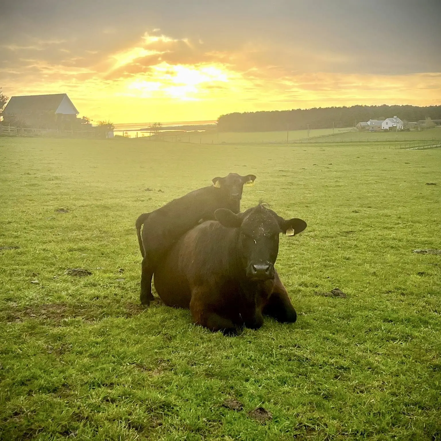 thrums vets sunset cows