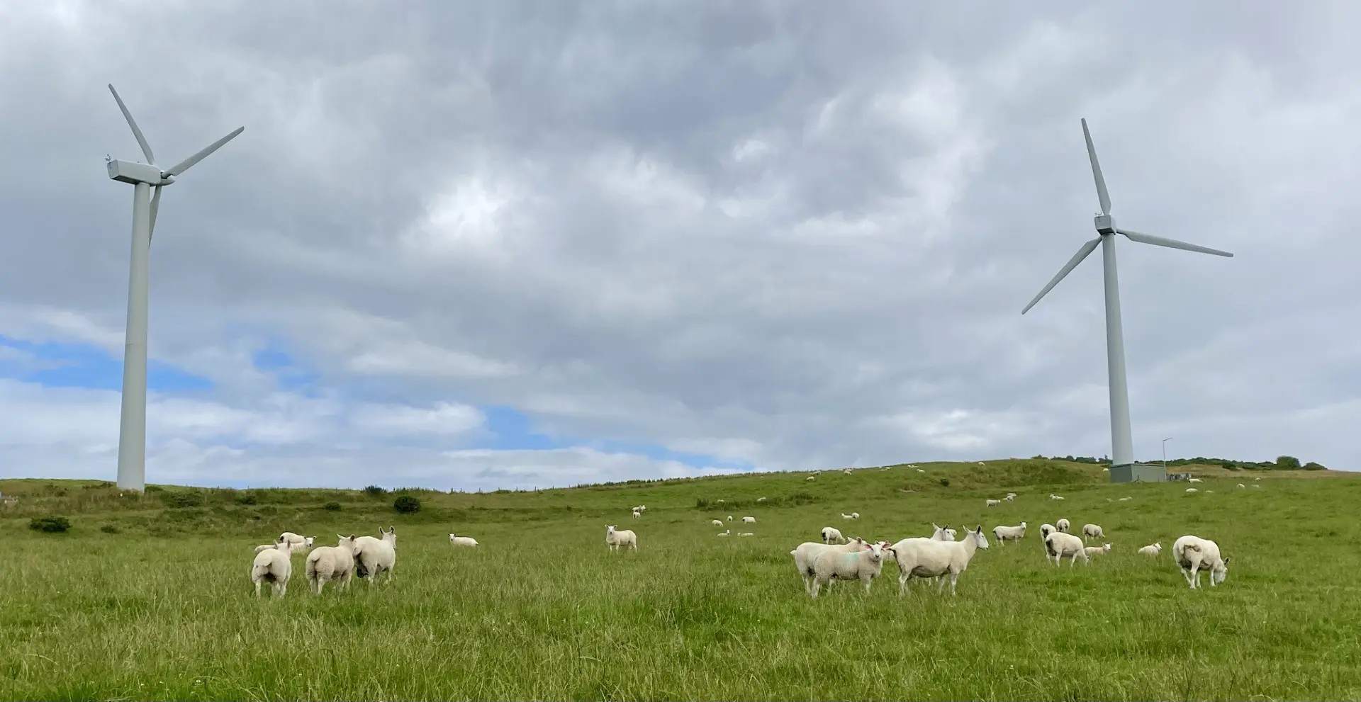 thrums vets “Sheep grazing near wind turbines”
