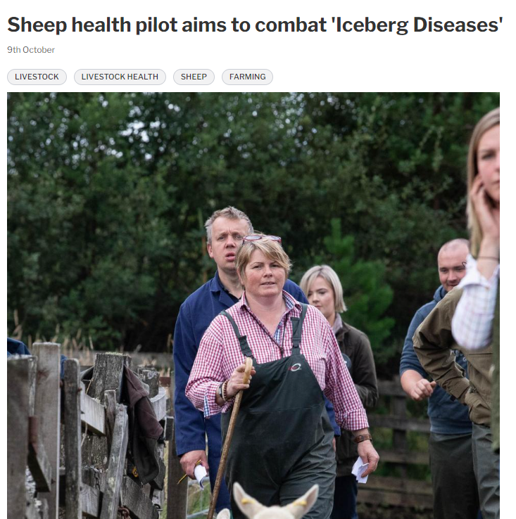thrums vets Sheep pilot